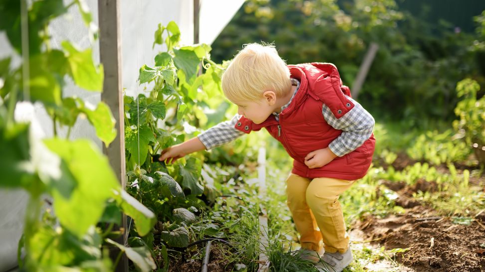 Kleiner Junge erntet im Garten (Bild: Colourbox)
