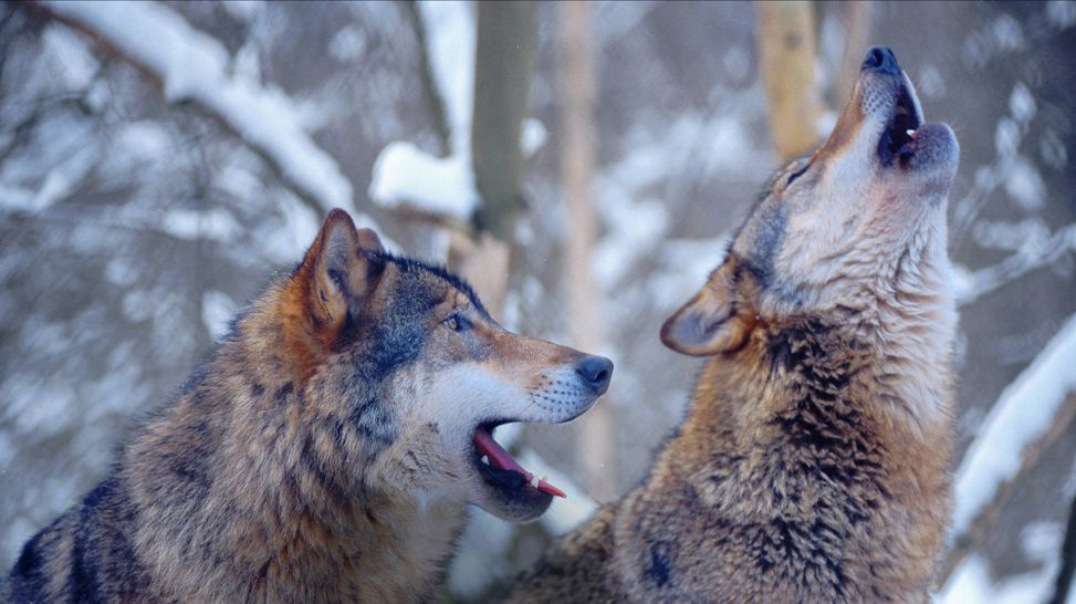 Zwei europaeische Grauwölfe heulend im verschneiten Wald (Bild: picture alliance / blickwinkel/G. Kopp)