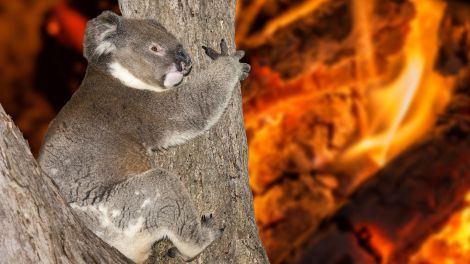 Buschfeuer in Australien - Koala schreit (Quelle: AdobeStock)
