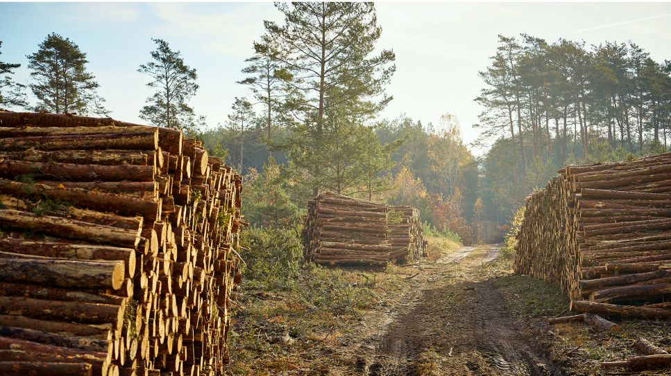 Holzlagerplatz mit aufgestapelten Baumstämmen in einem Wald (Bild: Colourbox)