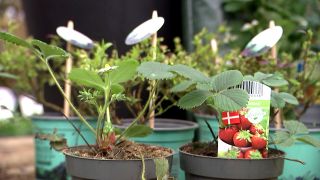 Ulrike Finck ist zu Gast im Pflanzencenter "Der Holländer" - Pflanztipps für einen Naschbalkon