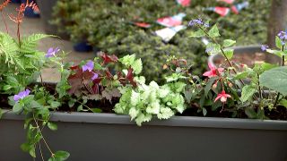 Ulrike Finck ist zu Gast im Pflanzencenter "Der Holländer" - Pflanztipps für einen Schattenbalkon