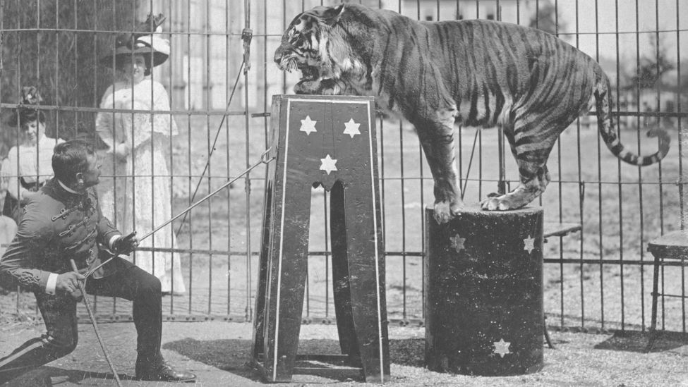 Tigernummer im Zirkus / Foto um 1910 (Quelle: akg-images)