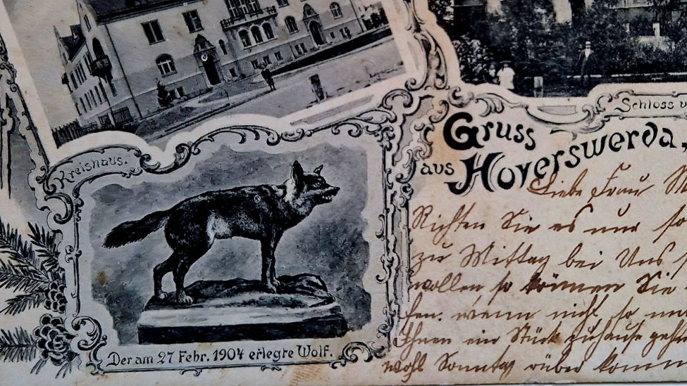 Postkarte aus dem Jahr 1905 mit Abbildung des Wolfs, ©Schloss & Stadtmuseum Hoyerswerda