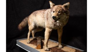 Archivbild: Objekt: Präparat Wolf aus dem Jahr 1904, im Schloss und Stadtmuseum Hoyerswerda, aufgenommen am 08.09.2018. (Quelle: Gernot Menzel ©Schloss & Stadtmuseum Hoyerswerda)