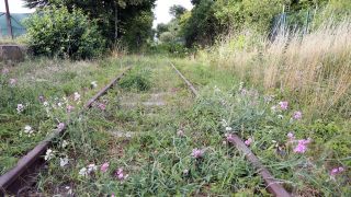 Blumen und Gräser überwuchern ein stillgelegtes Gleis in Zehlendorf (Oranienburg). Quelle: