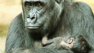 Gorillas im Zoo Berlin haben Nachwuchs bekommen (Quelle: Zoo Berlin)
