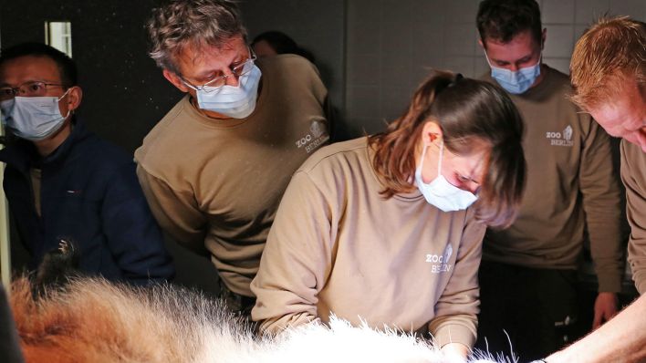 Im Zoo Berlin sind mehrere Mitarbeitende im Einsatz bei der die künstliche Besamung unter Narkose des Pandaweibchens Meng Meng in der Nacht zum 26.03.2024.(Quelle:Zoo Berlin)