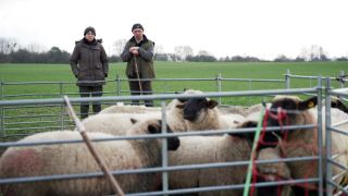 Schafe von Schäferei Kath in der Uckermark