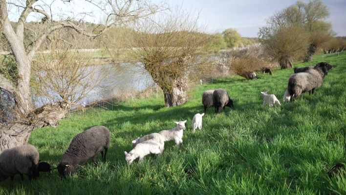 Schafe für die Deichpflege im Nationalpark Unteres Odertal. Bild: rbb