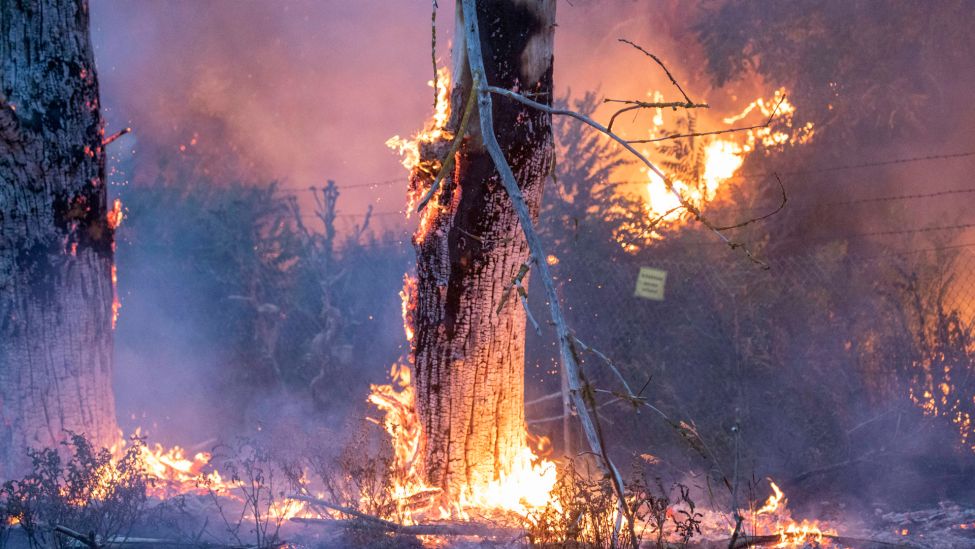 Brennende Bäume bei Falkenberg