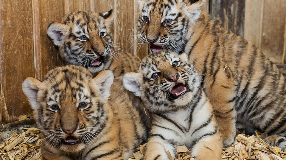 Vier kleine Tigerbabys werden am 12.06.2015 im Tierpark Berlin vorgestellt (Quelle: Frederic Schweizer/Tierpark Berlin/dpa)