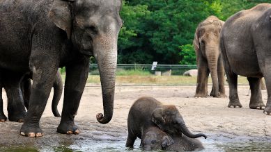 Elefantenkinder Pantha und Bogor im Tierpark Berlin, Foto: Thomas Ernst/ rbb