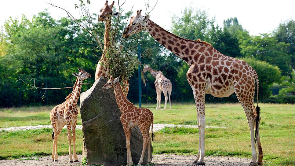 Giraffenkinder Jule und Dorle im Tierpark Berlin, Foto: Thomas Ernst/ rbb