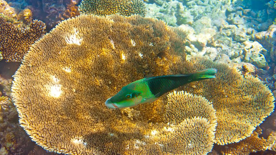 Fische und Korallen, Schnorchelparadies Malediven, Foto: Colourbox