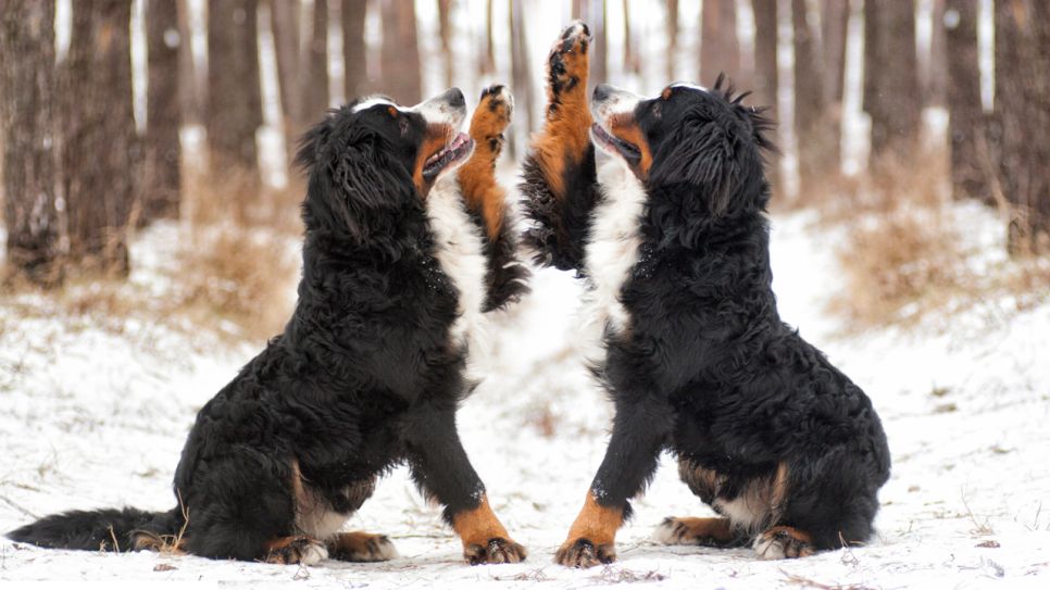 Zwei Hunde im Schnee, Foto: Colourbox