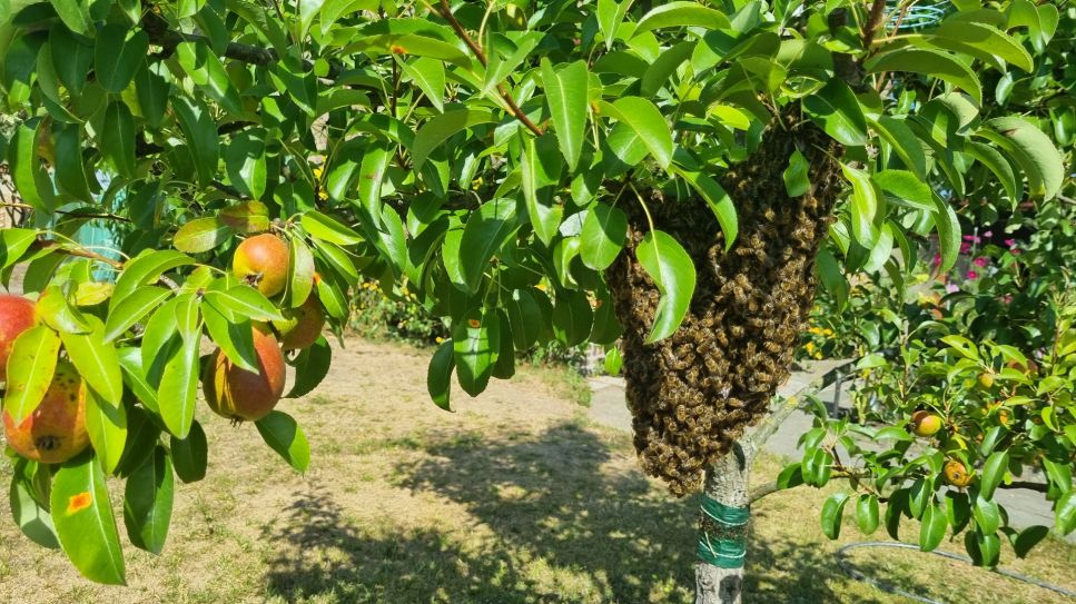 Wildbienen im Birnenbaum in Hammelspring