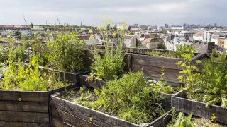 Urbanes Gärtnern auf dem Dach eines Hauses in Berlin
