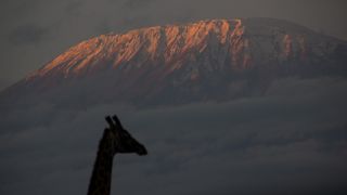 Giraffenkopf vor Kilimandscharo (Bild: ARD-Studio Nairobi/Kai von Tettenborn)