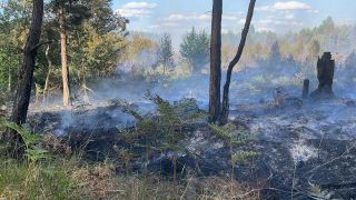 Brand in der Liebroser Heide in Brandenburg (Bild: rbb/ Josefine Jahn)