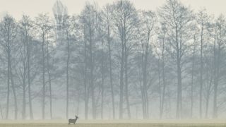 Ein Reh steht im Morgengrauen auf einem Feld im Oderbruch. 