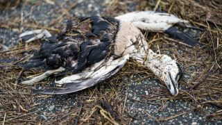  Eine Eiderente liegt tot am Strand der Nordsee. Laut Angaben eines Mitarbeiters des KÃ¼stenschutzes ist der Seevogel vermutlich an der Vogelgrippe gestorben