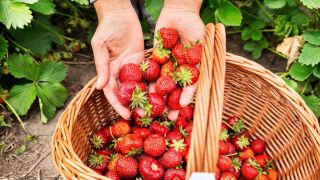 Ein Korb voller frisch gepflÃ¼ckter Erdbeeren