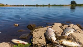 In HÃ¶he der Insel Ziegenwerder in Frankfurt (Oder) liegen tote Fische am Ufer der Oder