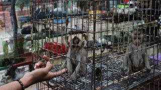 Kleine Affen auf einem Tiermarkt in Yogyakarta, Indonesien