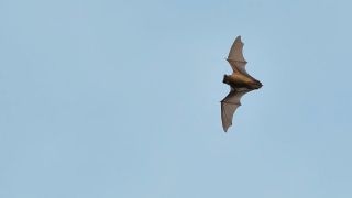 Grosser Abendsegler im Flug