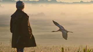 Ein junger Kranich (Grus grus), der von der Tier- und NaturschÃ¼tzerin Beate Blahy aufgezogen wird, fliegt am frÃ¼hen Morgen zum Sonnenaufgang Ã¼ber die neblige Landschaft.