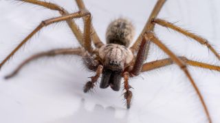 Macro-Aufnahme einer GroÃen Winkelspinne