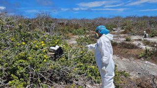 Auf diesem vomÂ Nationalpark Galapagos zur VerfÃ¼gung gestellten Bild werden VÃ¶gel aufgrund einer mÃ¶glichen Vogelgrippe-Infektion untersucht. 