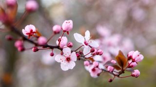 Erste BlÃ¼ten sind an BÃ¤umen in Finsterwalde zu sehen.