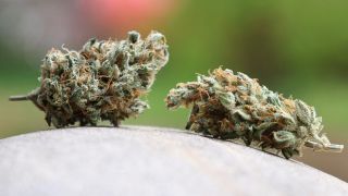 Getrocknete Cannabis-BlÃ¼ten liegen auf einem Stein.