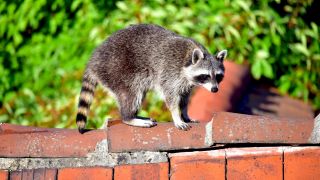 Ein WaschbÃ¤r auf einem Hausdach in Berlin-Lichterfelde