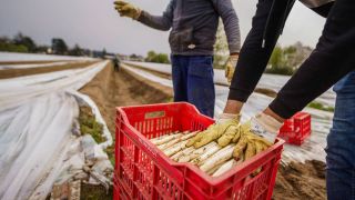 Ein bulgarischer Erntehelfer legt am Karsamstag frischen Spargel in einen Transportkorb auf dem Tannenhof. 