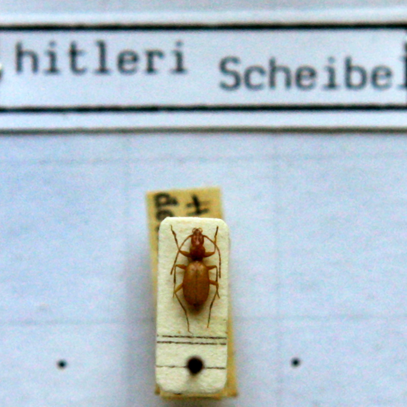 Hitler-Käfer