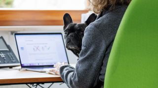 Die FranzÃ¶sische Bulldogge KlÃ¤rchen sitzt im BÃ¼ro einer Werbeagentur auf dem SchoÃ einer Mitarbeiterin.