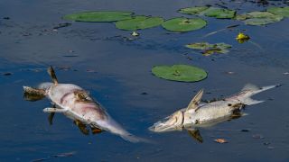 Zwei groÃe tote Fische von etwa 50 Zentimetern LÃ¤nge treiben an der WasseroberflÃ¤che im Winterhafen einem Nebenarm des deutsch-polnischen Grenzflusses Oder.