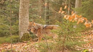 EuropÃ¤ischer Wolf im Wald