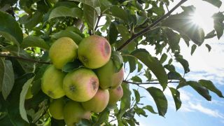 Ãpfel am Baum mit braunem Sonnenbrand