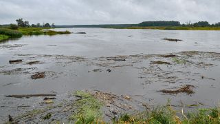 Treibholz und vom Hochwasser mitgerissene Pflanzenzeile schwimmen auf dem deutsch-polnischen Grenzfluss Oder. 