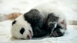 Eines der wenige Wochen alten Panda-Zwillinge im Berliner Zoo bei einer PresseprÃ¤sentation (Bild: picture alliance / AP / Ebrahim Noroozi) 