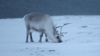 Ein Spitzbergen-Rentier sucht im Schnee nach Futter (Bild: picture alliance/dpa/Steffen Trumpf)