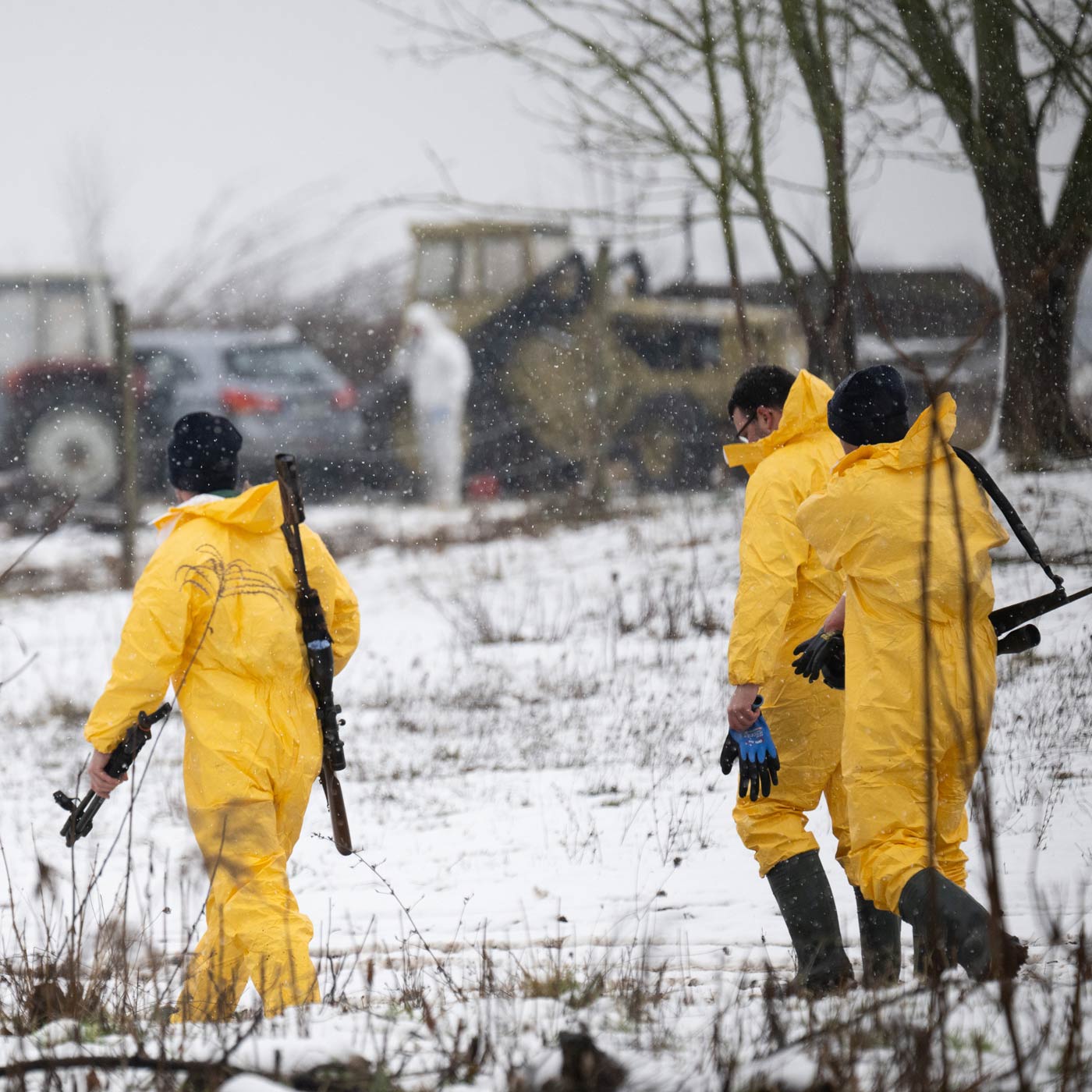 Maul- und Klauenseuche in Brandenburg: Keine Hinweise auf Ausbreitung