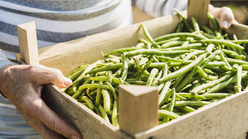 Schwerpunkt: Gemüse im Garten | rbb