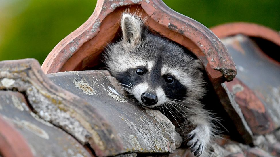 Waschbär guckt unter einem Dachziegel hervor (Bild: picture alliance/dpa/dpa-Zentralbild | Britta Pedersen)