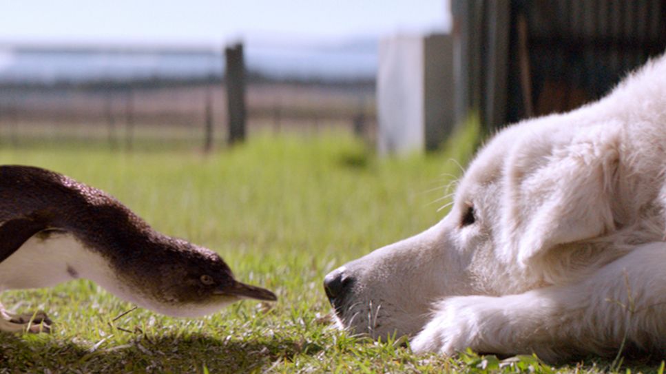 Zwergpinguin und Hütehund Oddball (Bild: WDR/Global Screen)