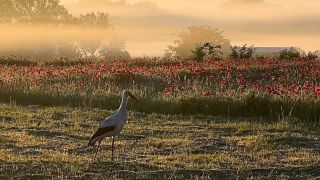 Storch steht auf einem Feld im Havelland (Bild: rbb/Wolfgang Albus)